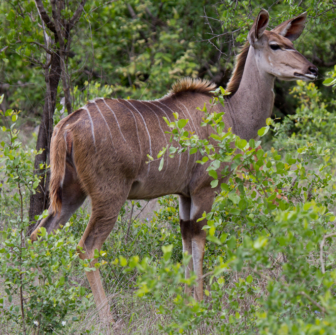 Female Kudu